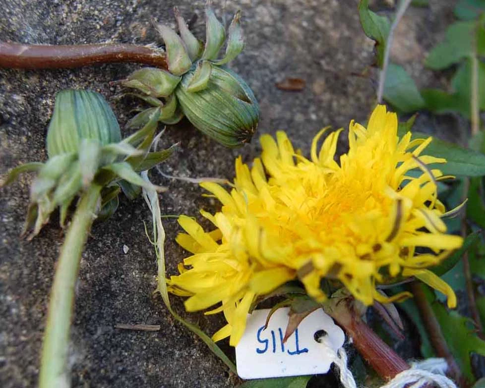 <em>Taraxacum multicolorans</em> Hagend., Soest & Zevenb.