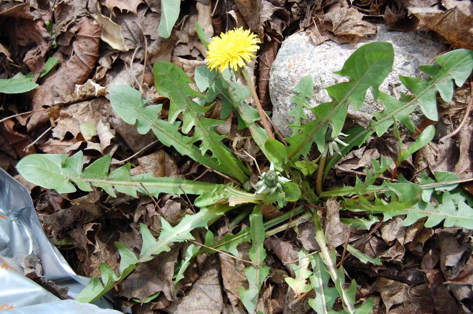 <em>Taraxacum necessarium</em> H.Øllg.