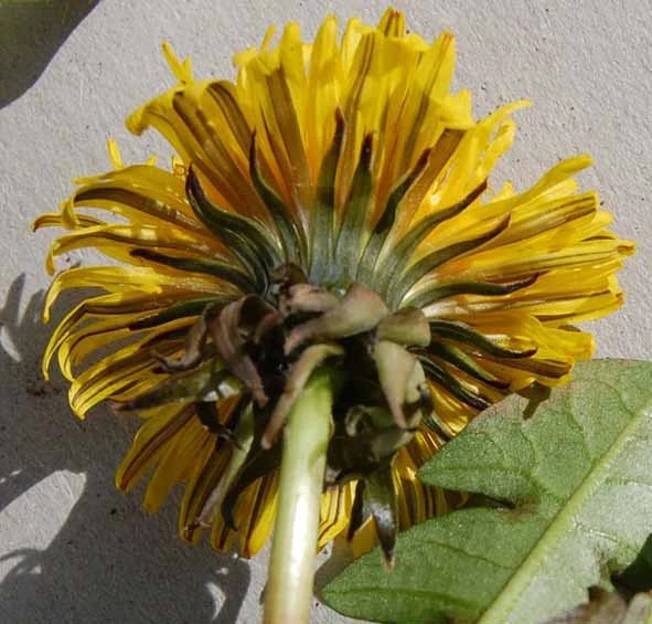 <em>Taraxacum necessarium</em> H.Øllg.