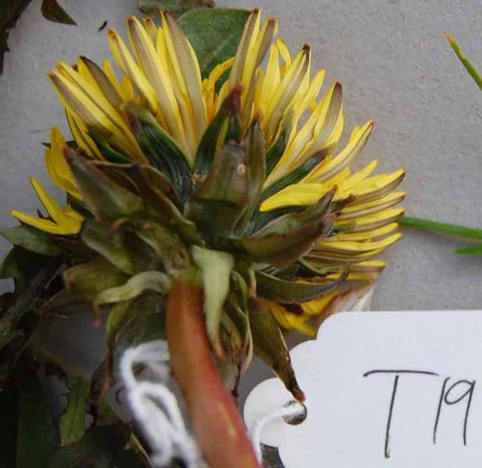 <em>Taraxacum nitidum</em> Hagend., Soest & Zevenb.