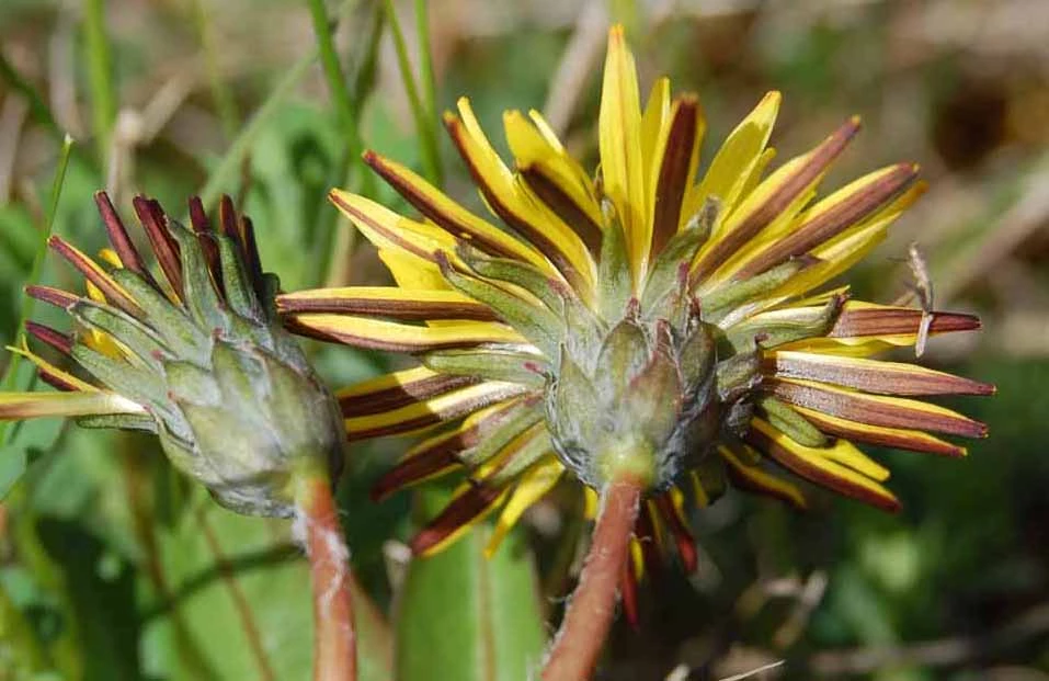 <em>Taraxacum nordstedtii</em> Dahlst.