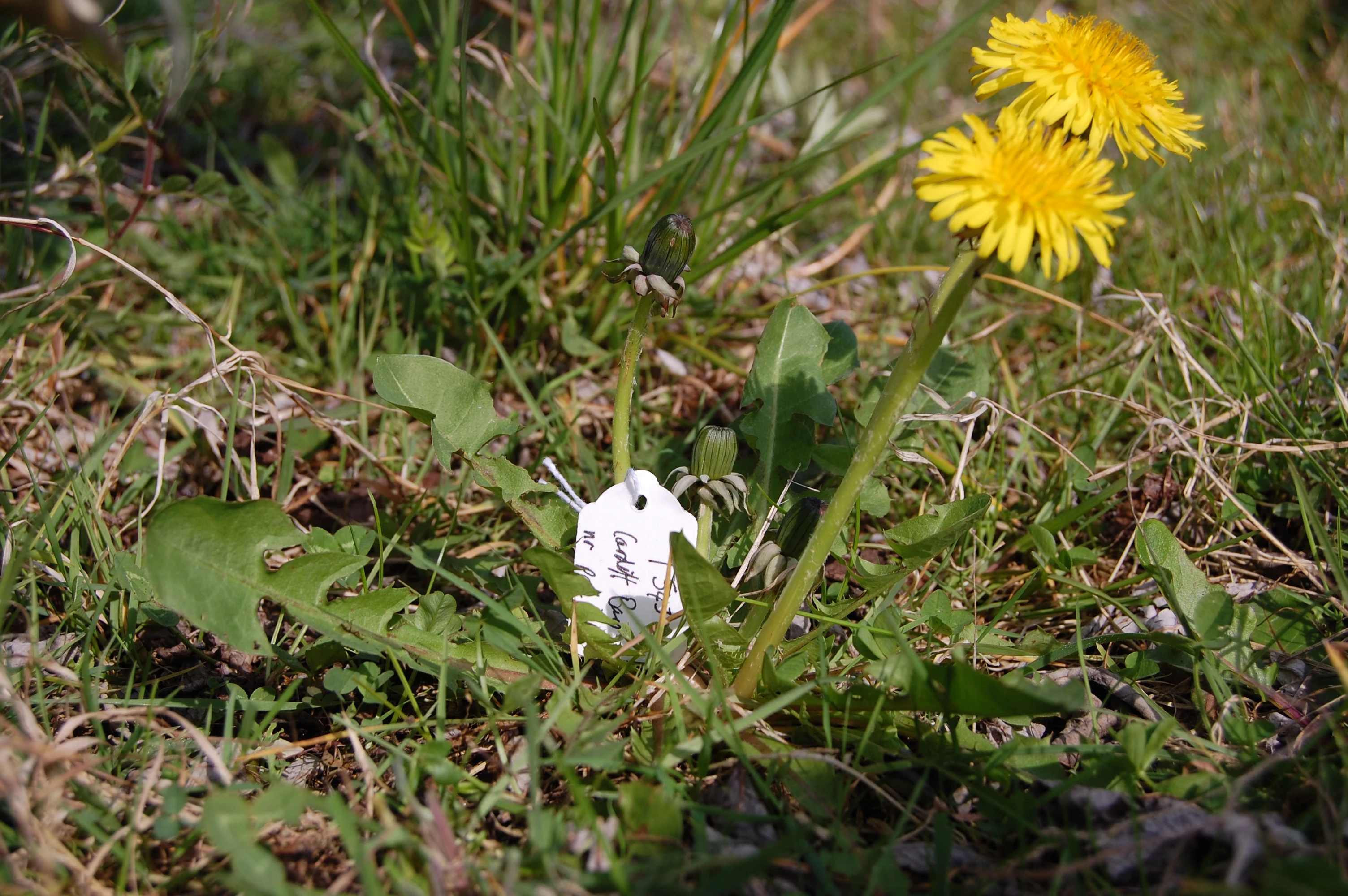 <em>Taraxacum oblongatum</em> Dahlst.