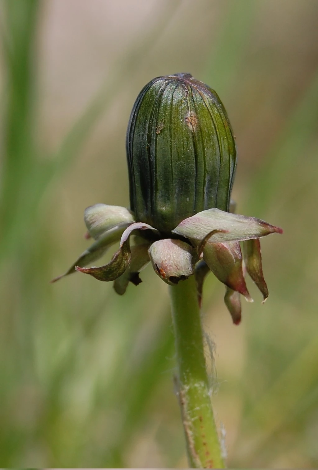 <em>Taraxacum oblongatum</em> Dahlst.