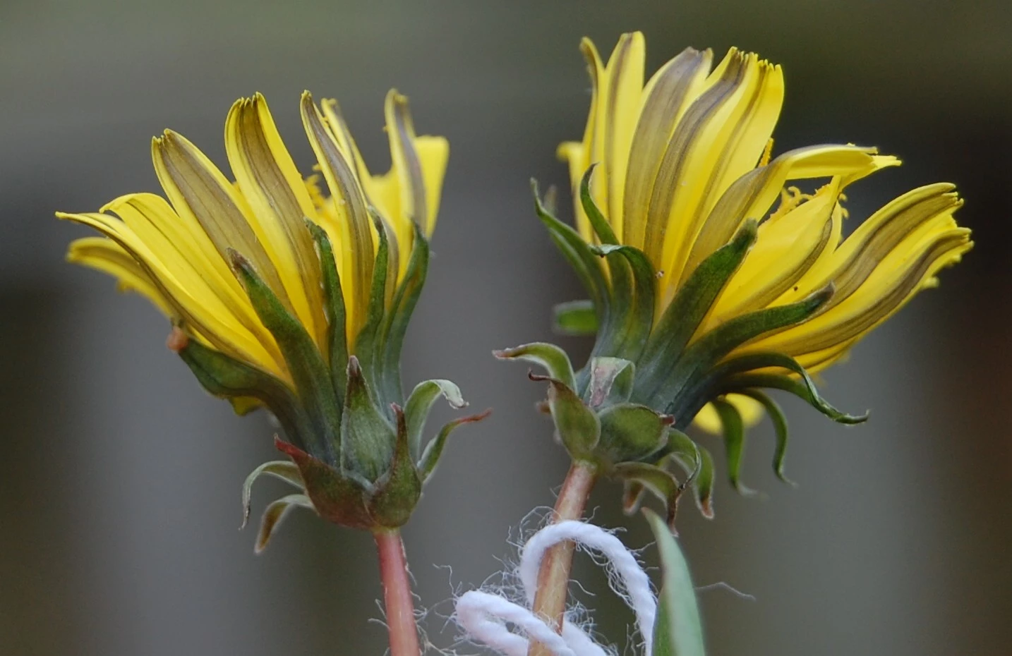 <em>Taraxacum oxoniense</em> Dahlst.