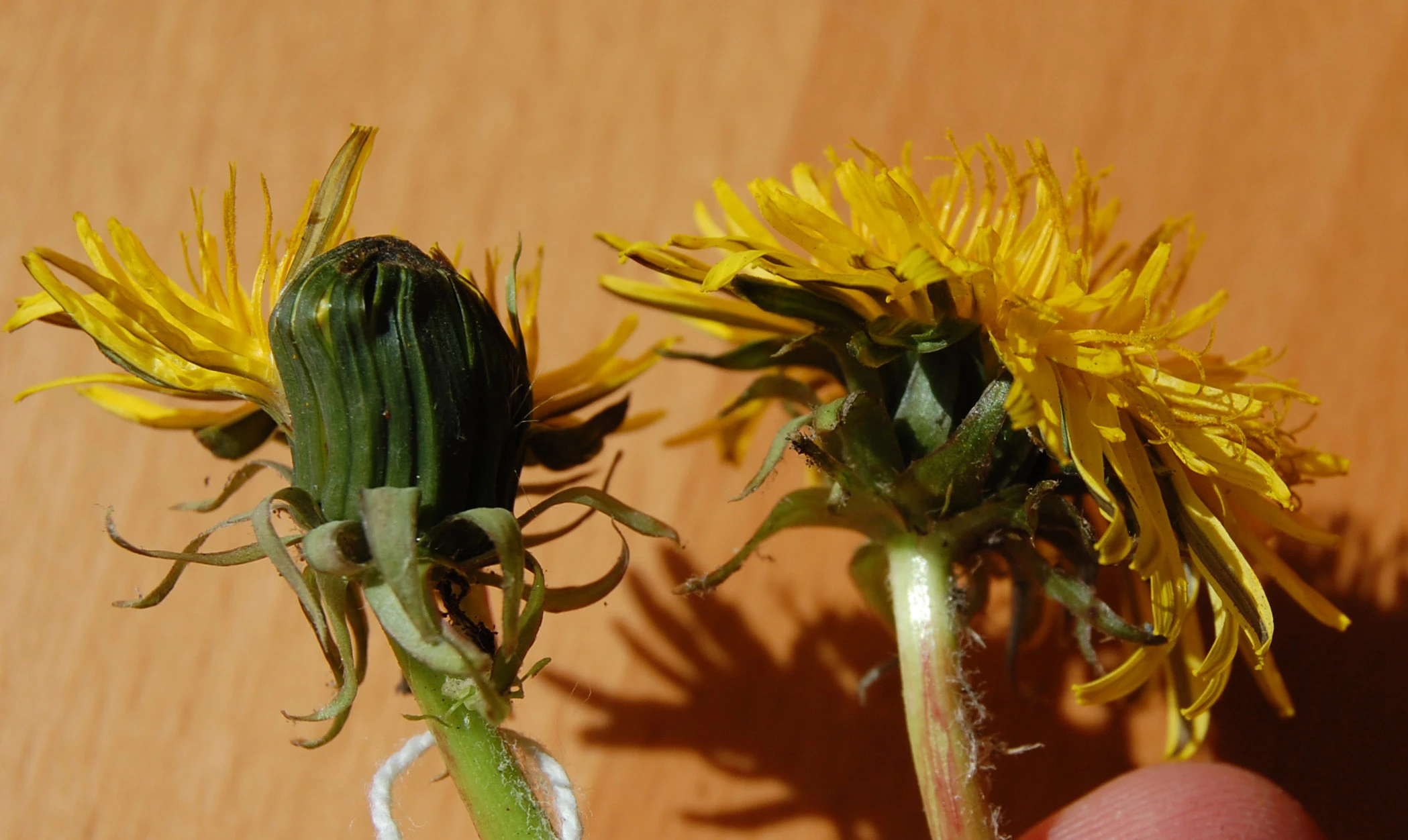 <em>Taraxacum pachymerum</em> G.E.Haglund