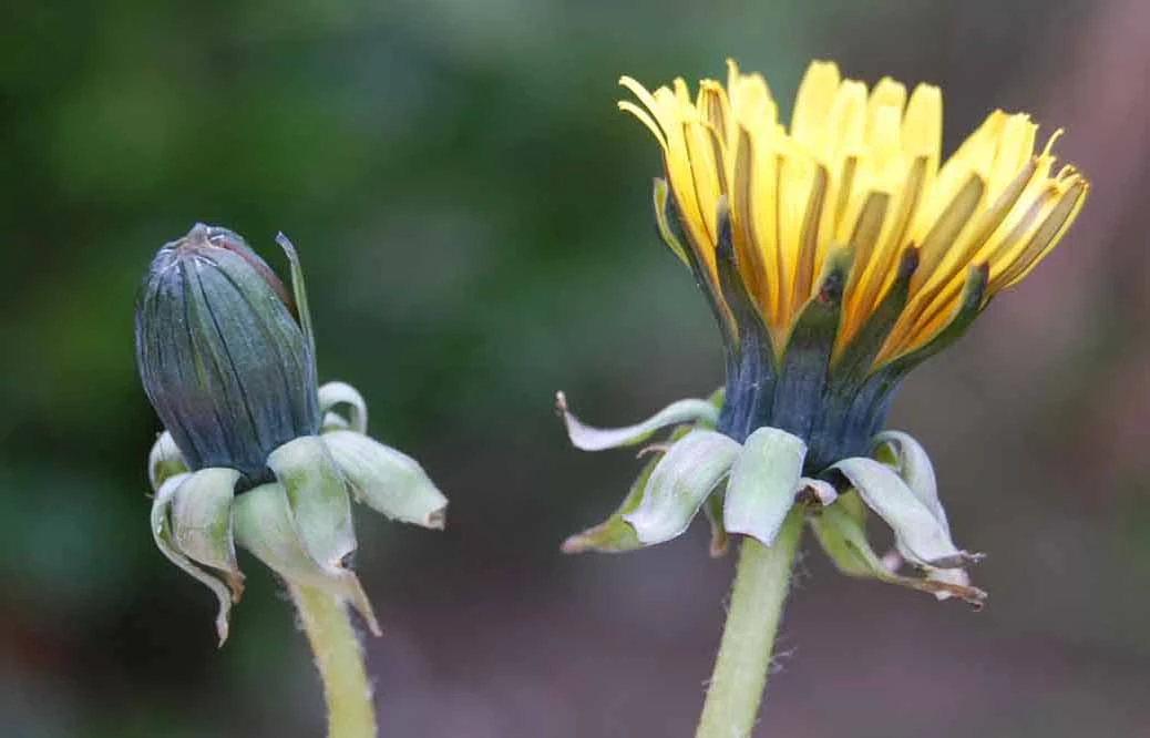 <em>Taraxacum pallidipes</em> Markl.