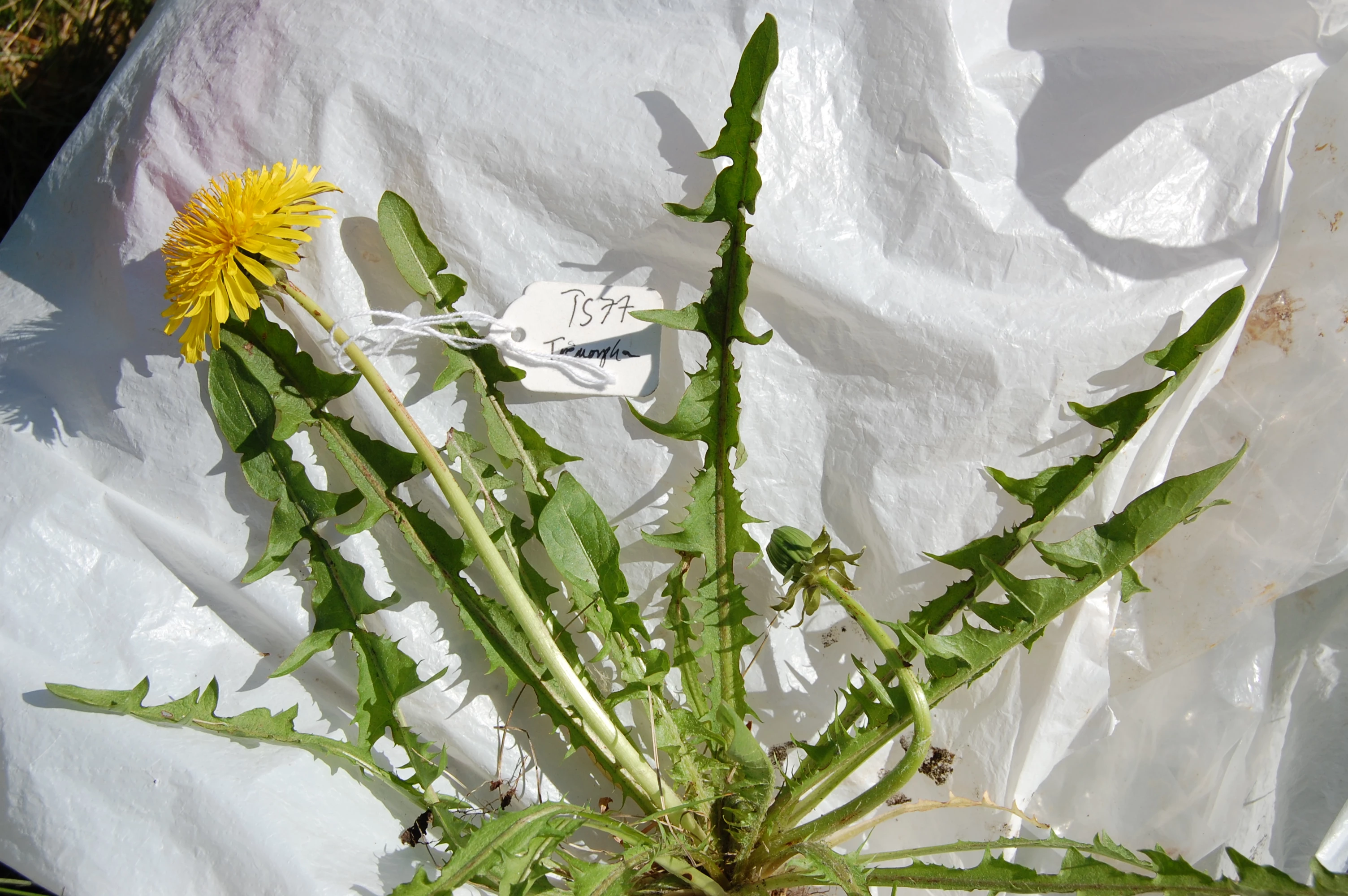<em>Taraxacum pannucium</em> Dahlst.
