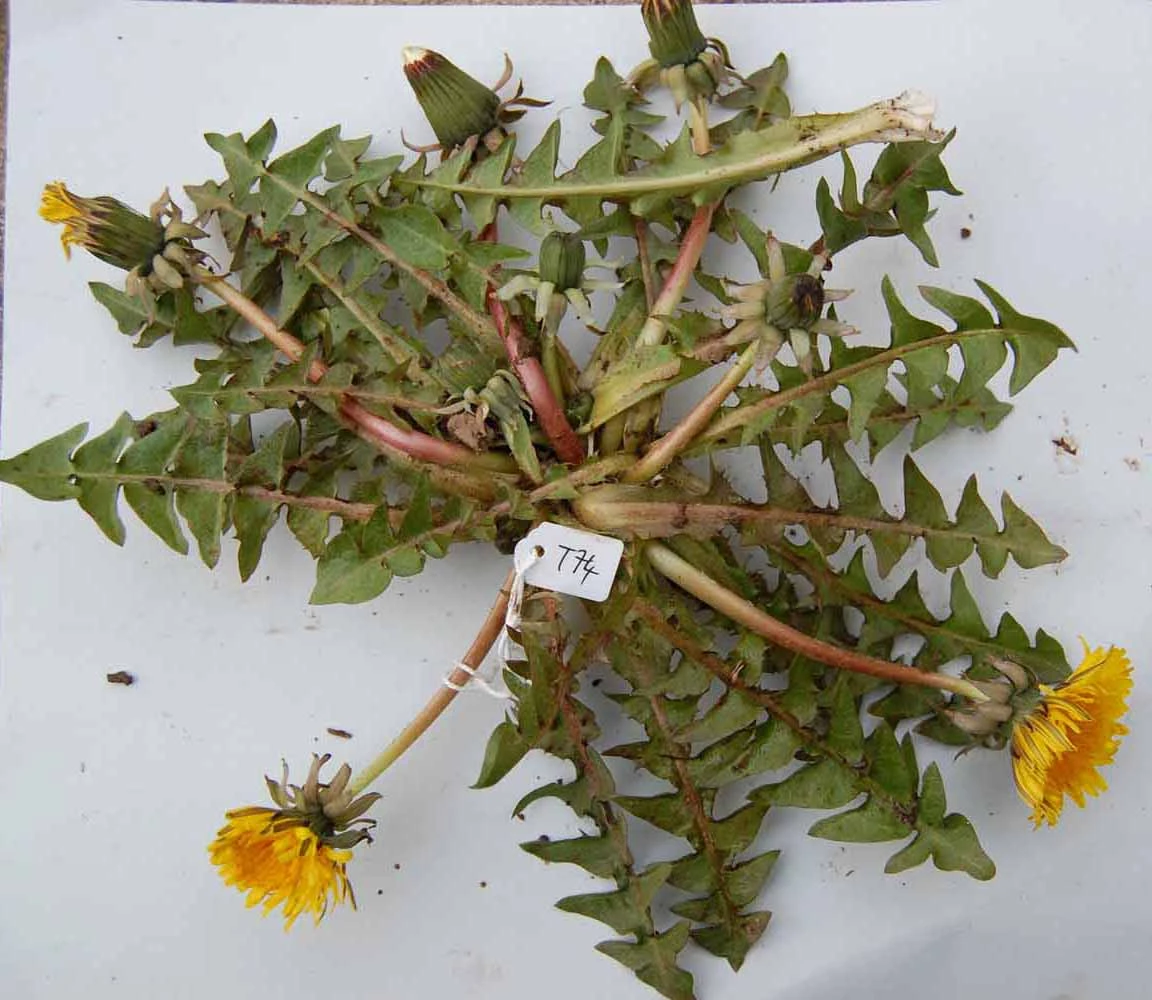 <em>Taraxacum piceatum</em> Dahlst.