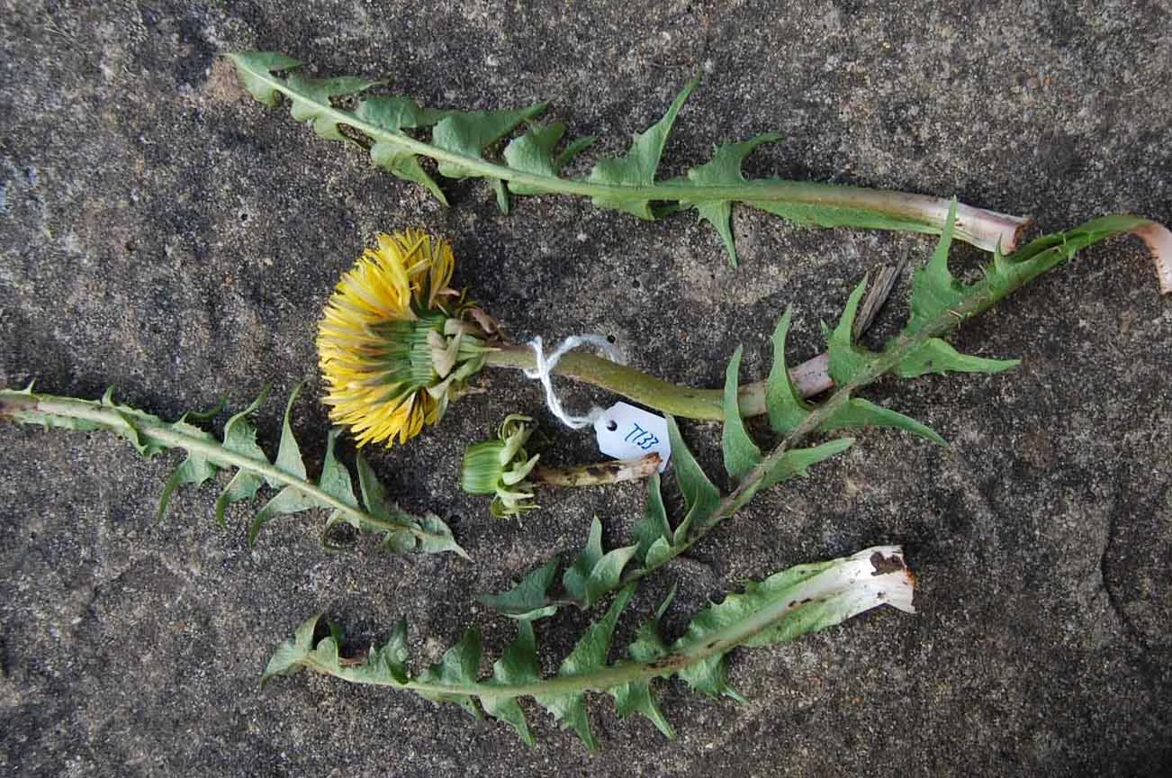 <em>Taraxacum planum</em> Raunk. emend. H.Øllg.