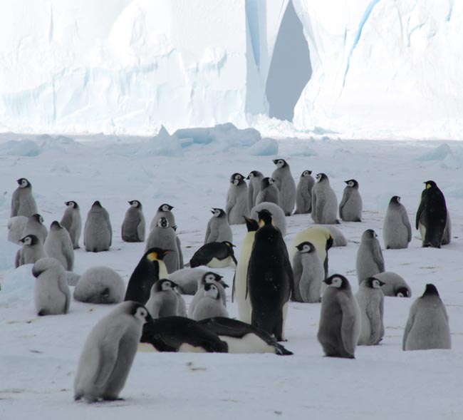 Emperor Penguins and chicks, Ross Sea, Antarctica. Image:  T Sharpe.