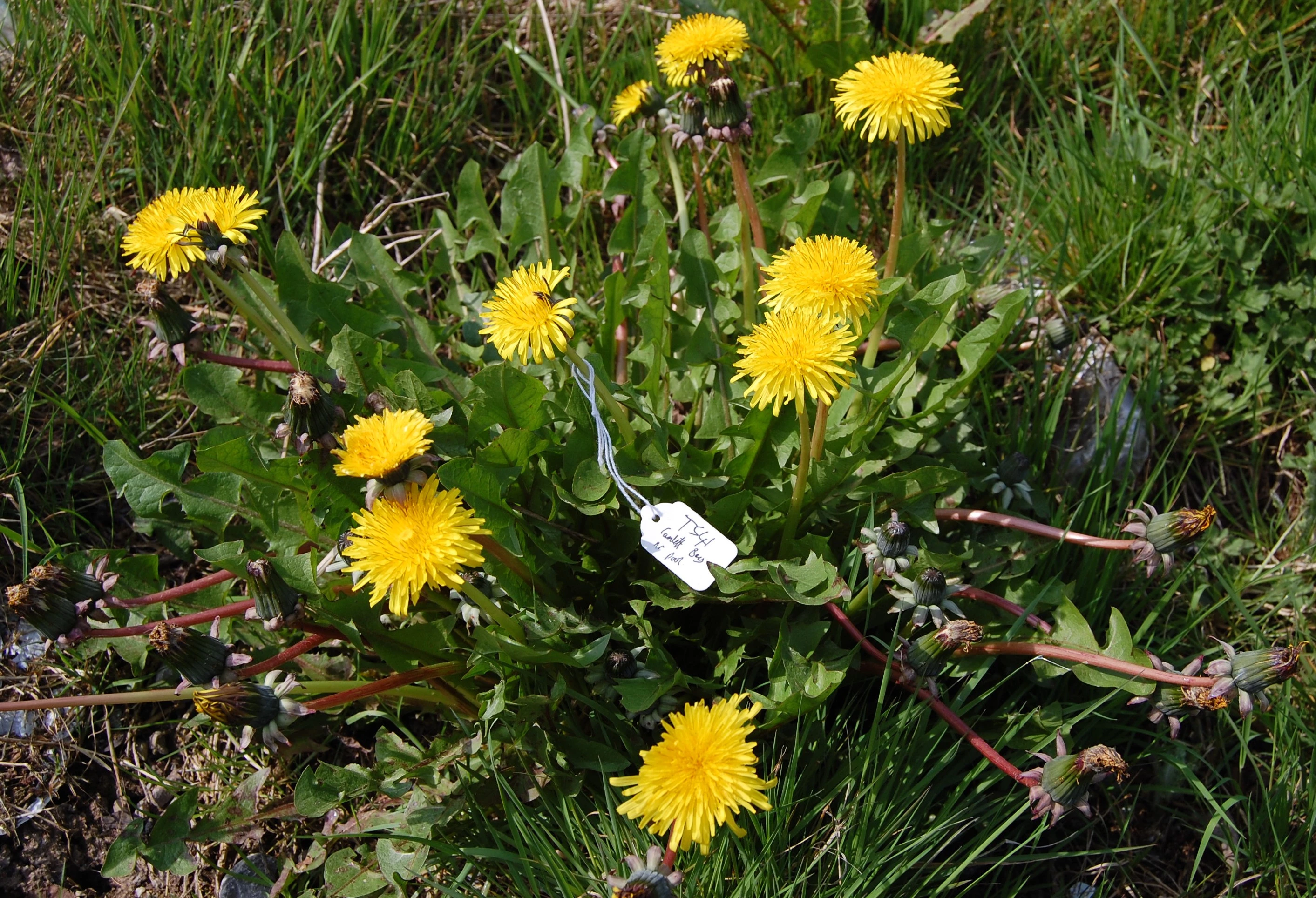 <em>Taraxacum pruinatum</em> M.P.Christ.