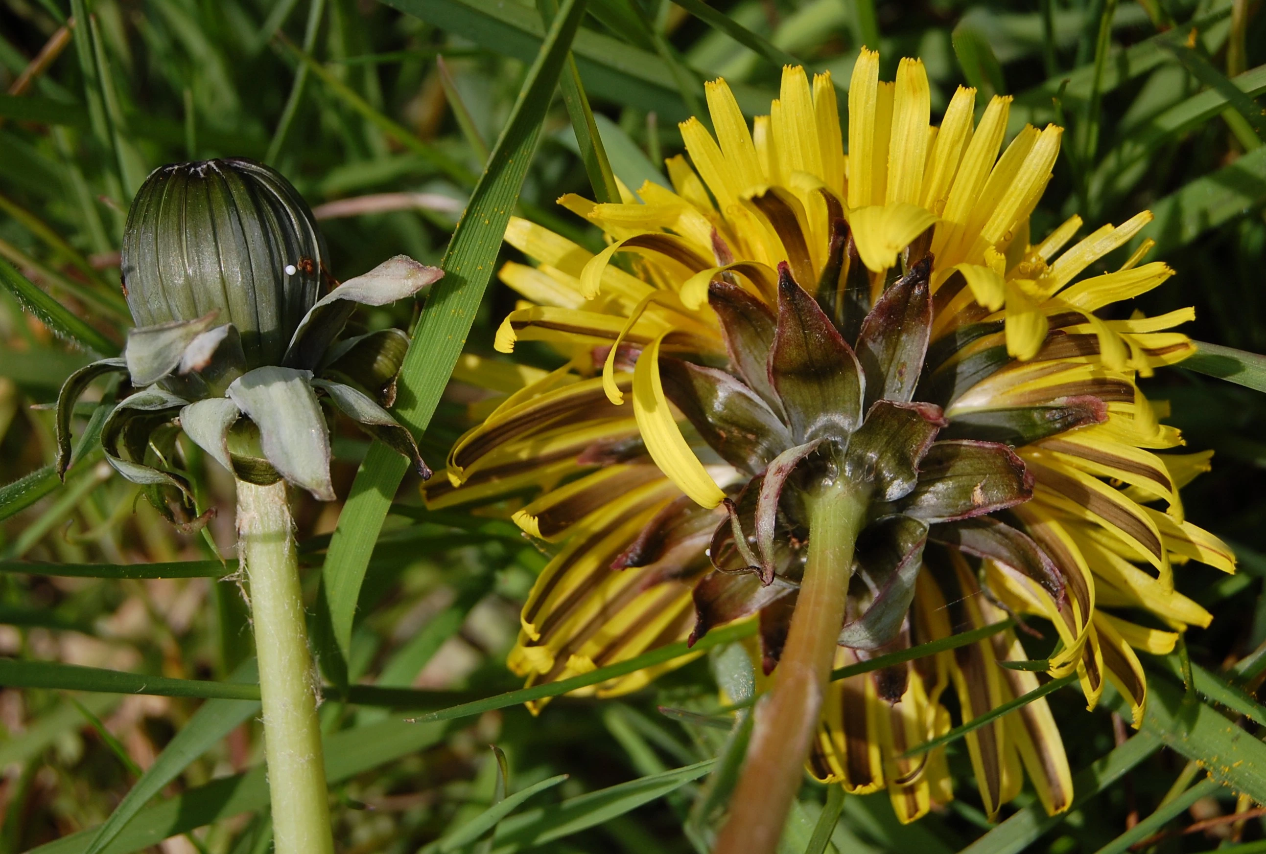 <em>Taraxacum pruinatum</em> M.P.Christ.