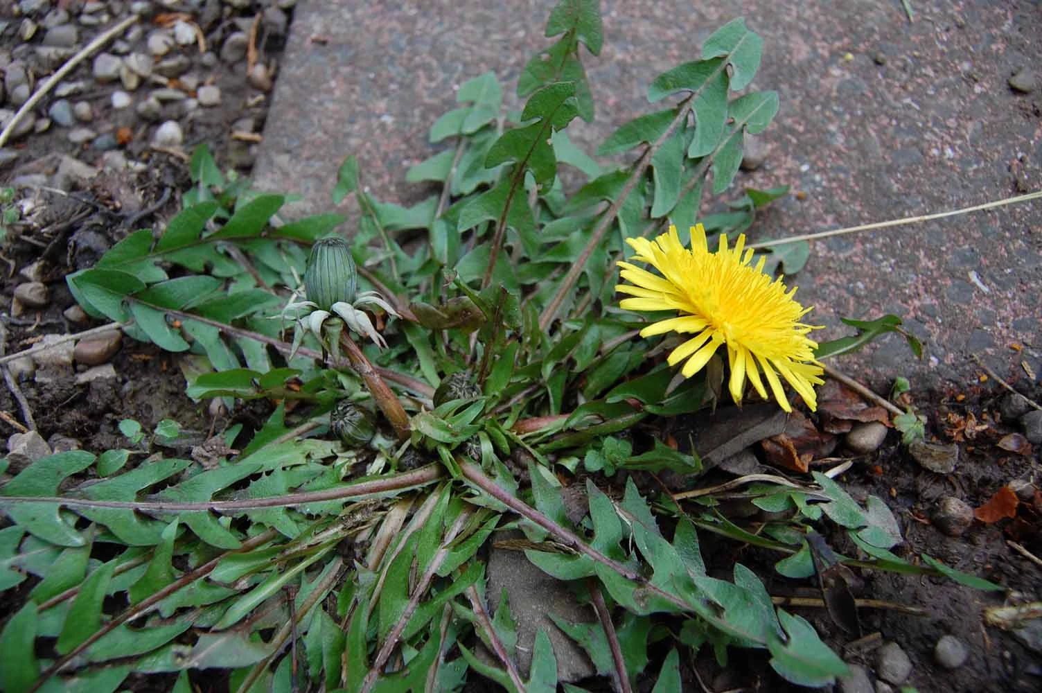<em>Taraxacum pseudohamatum</em> Dahlst.