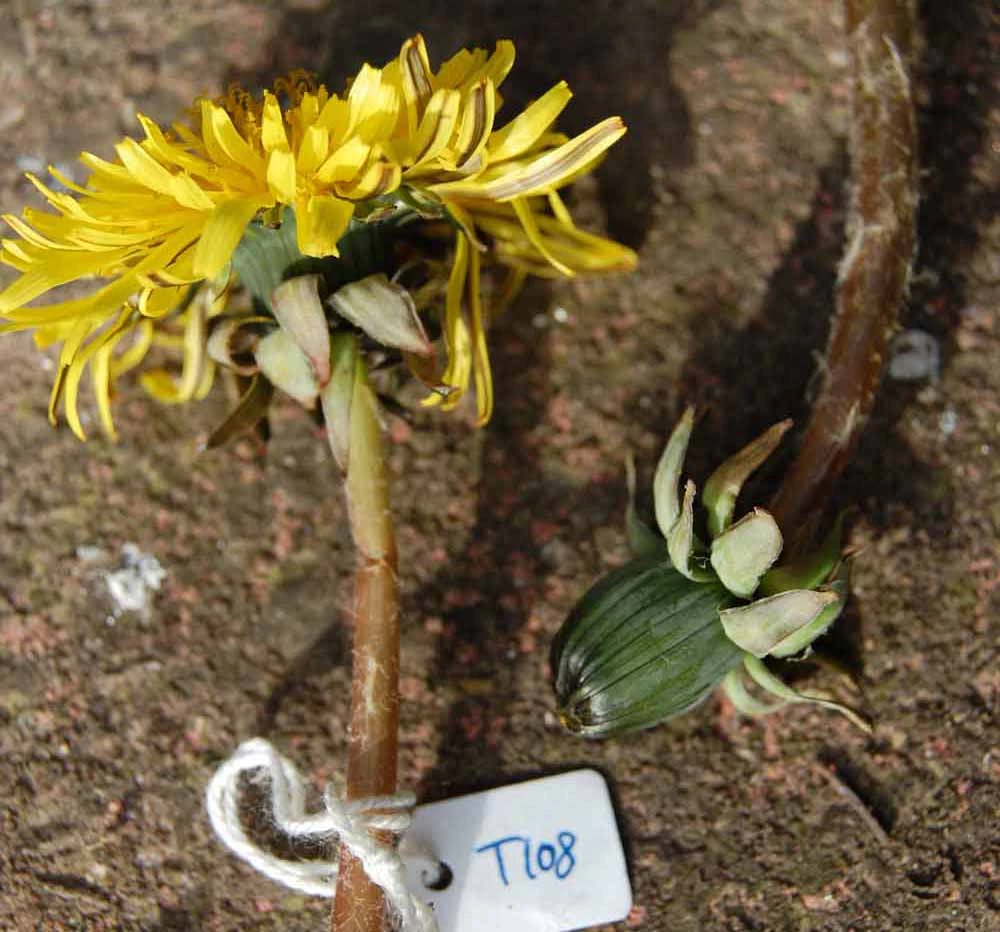 <em>Taraxacum pseudohamatum</em> Dahlst.