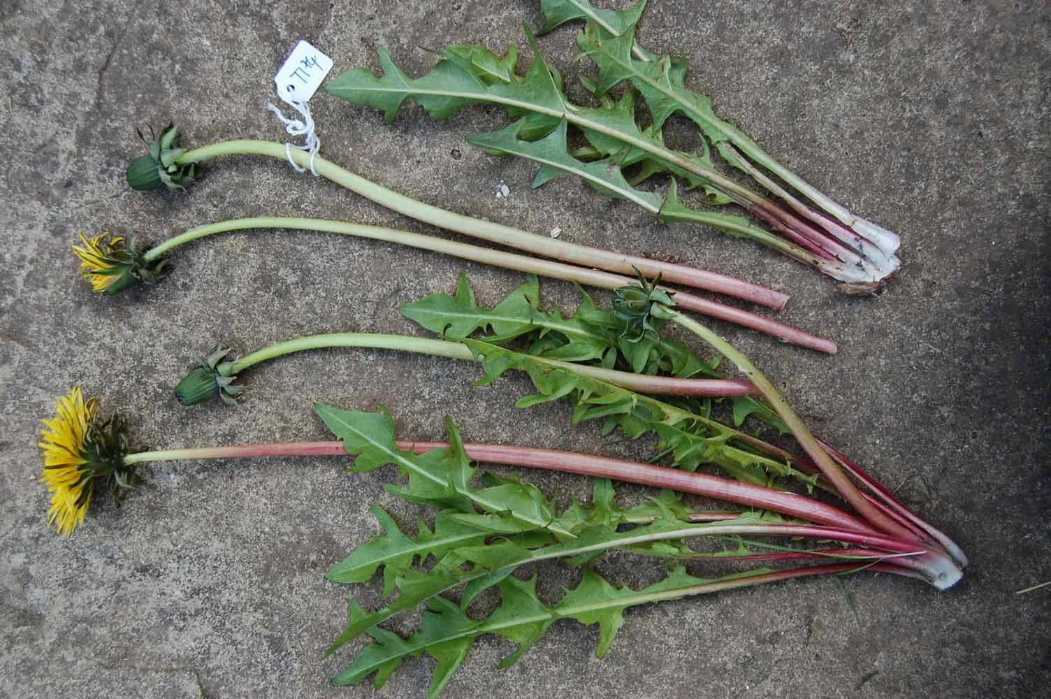 <em>Taraxacum pulchrifolium</em> Markl.