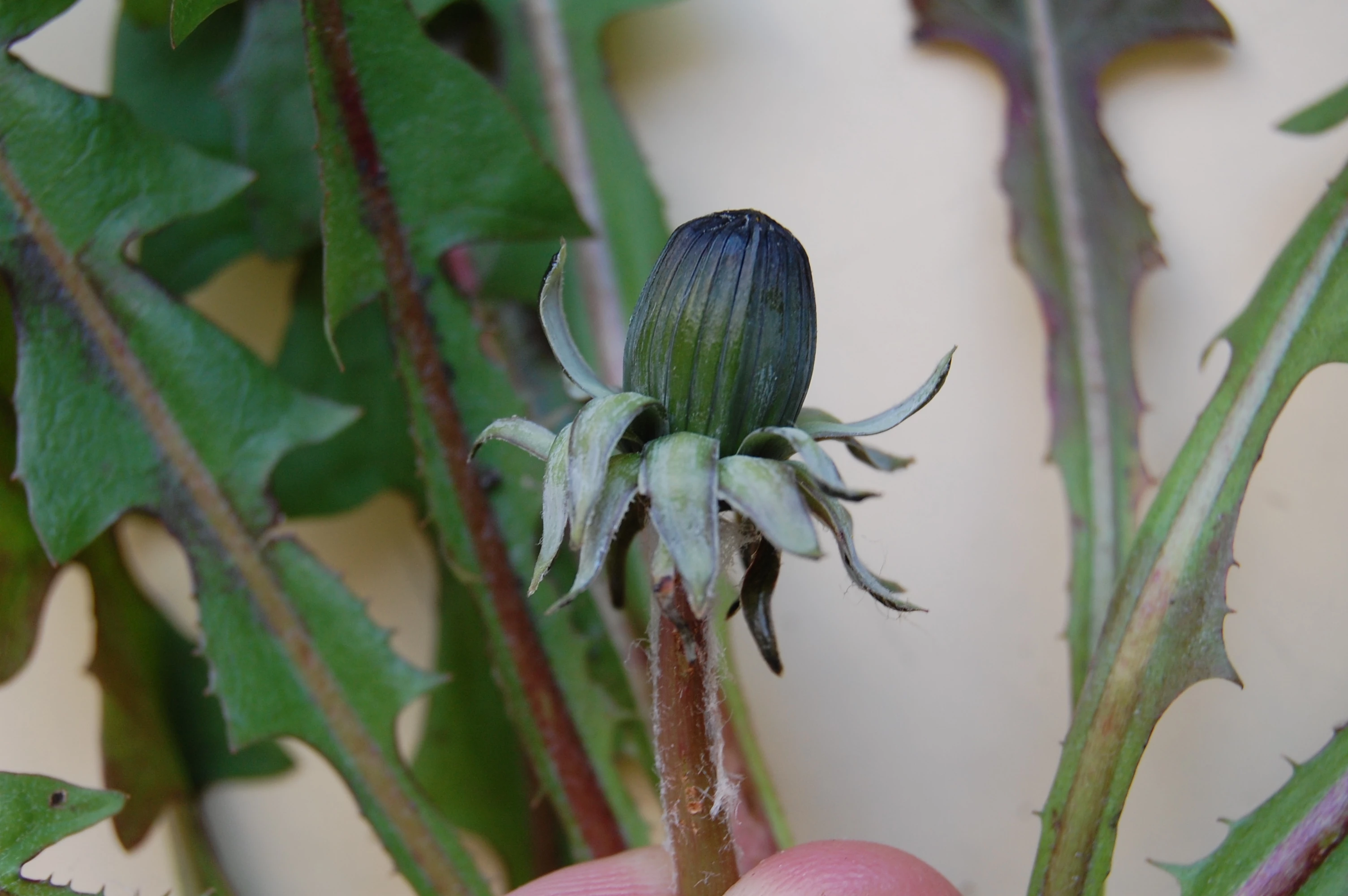 <em>Taraxacum quadrans</em> H. Øllg.