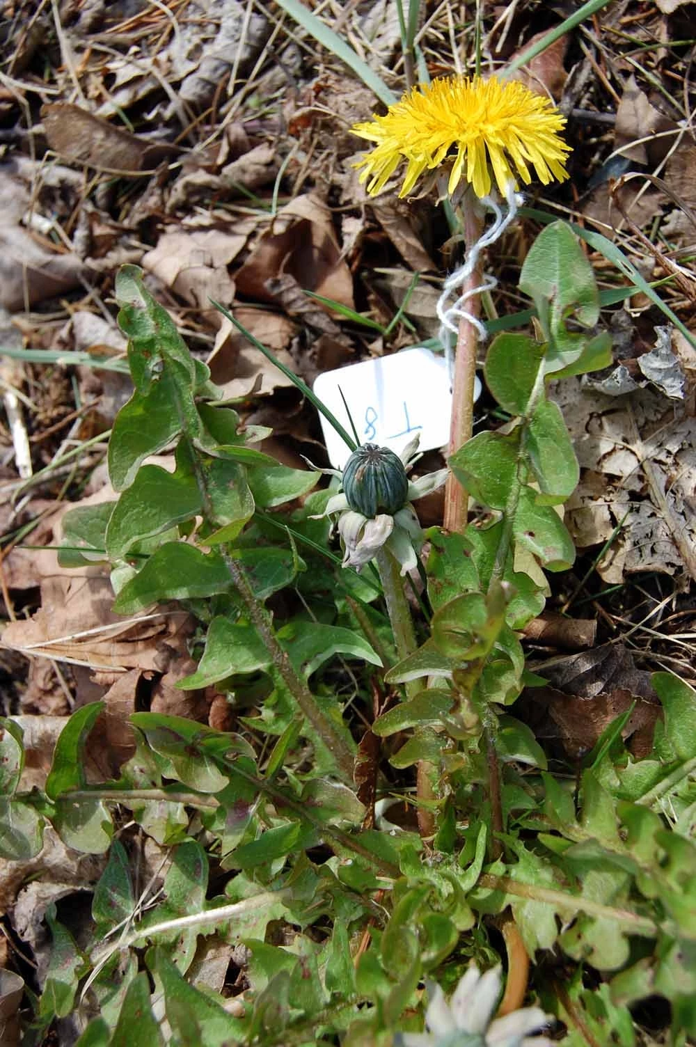<em>Taraxacum rhamphodes</em> G.E.Haglund