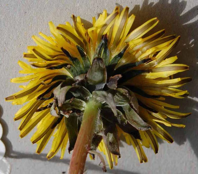 <em>Taraxacum rhamphodes</em> G.E.Haglund