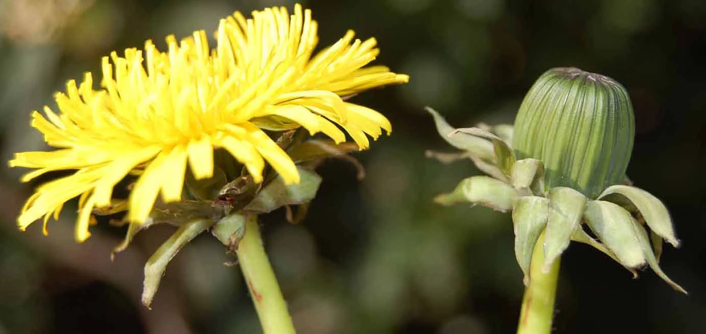 <em>Taraxacum rhamphodes</em> G.E.Haglund