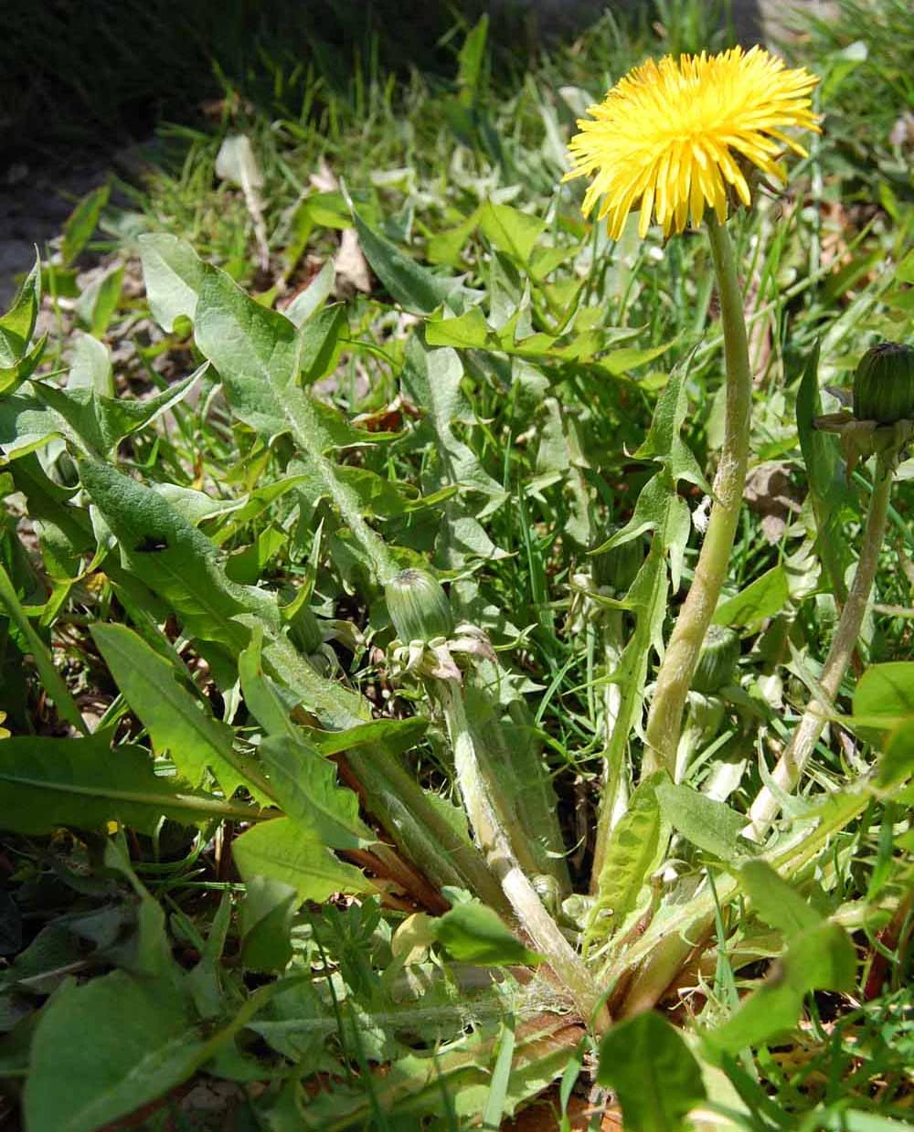 <em>Taraxacum sagittipotens</em> Dahlst. & R.Ohlsen ex G.E.Haglund