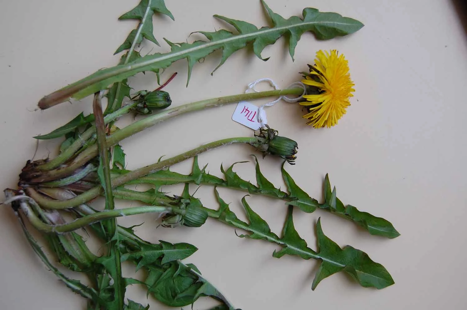 <em>Taraxacum sagittipotens</em> Dahlst. & R.Ohlsen ex G.E.Haglund