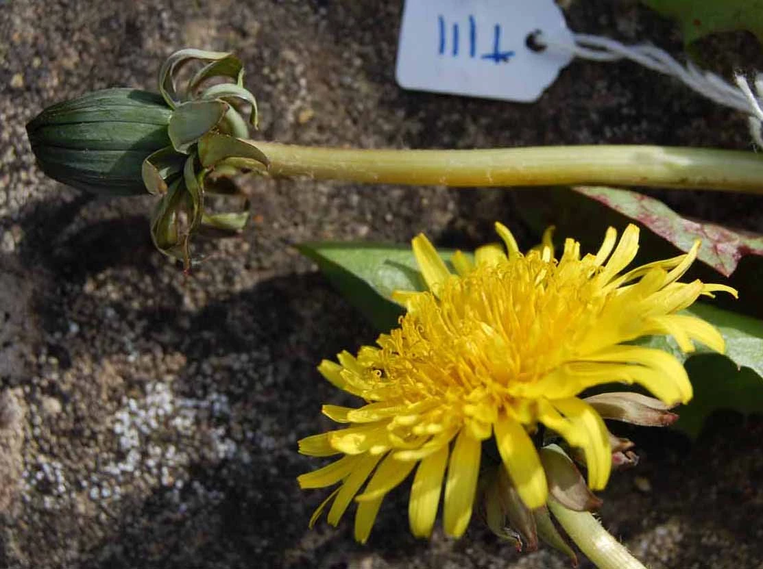 <em>Taraxacum sahlinianum</em> Dudman & A.J.Richards