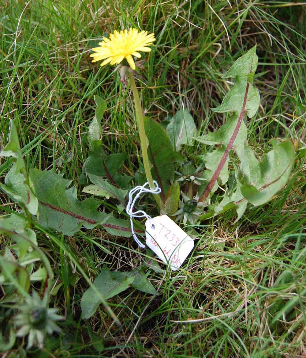 <em>Taraxacum sahlinianum</em> Dudman & A.J.Richards