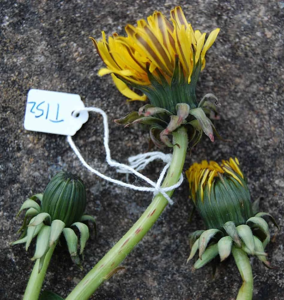 <em>Taraxacum sellandii</em> Dahlst.