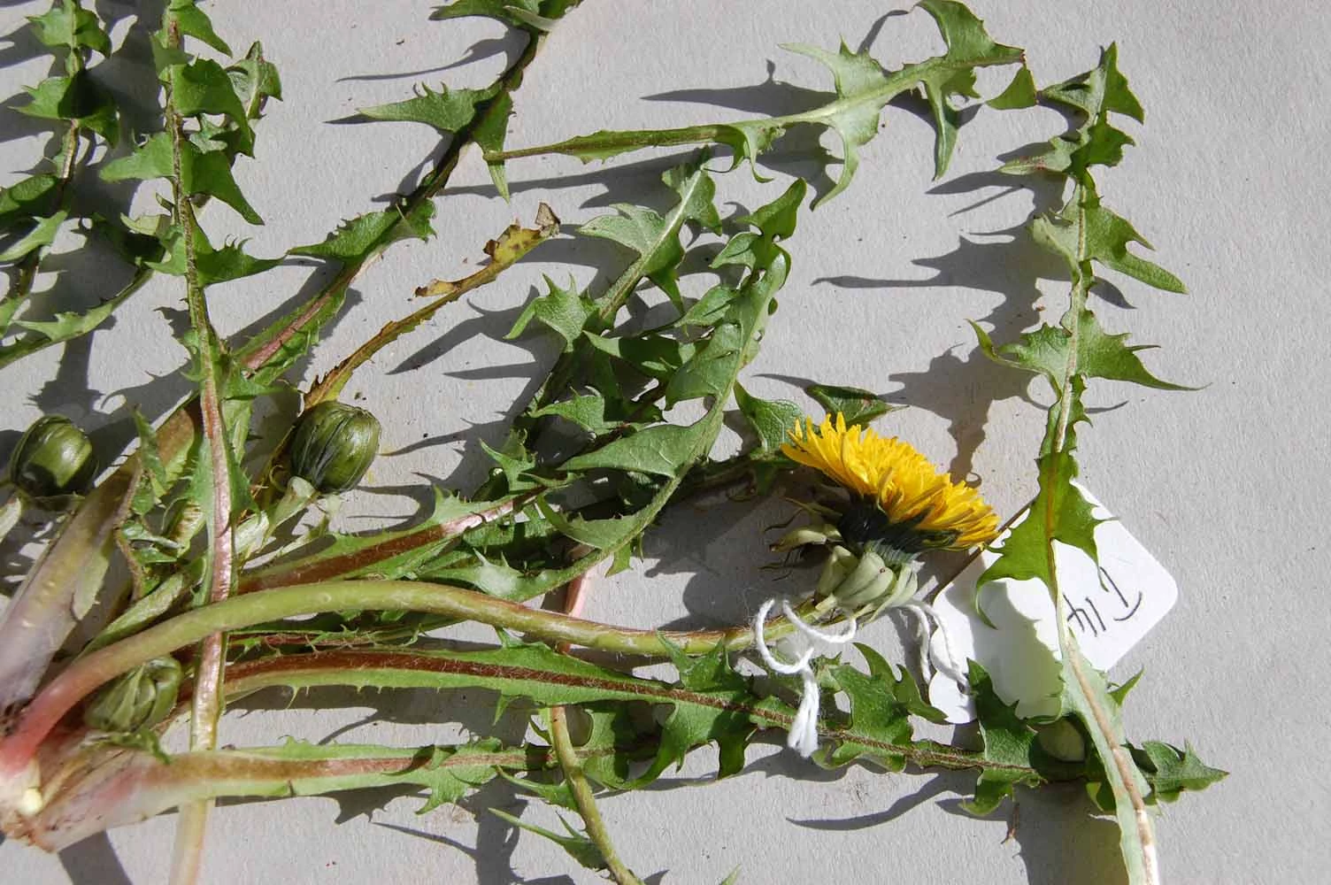 <em>Taraxacum semiglobosum</em> H.Lindb.