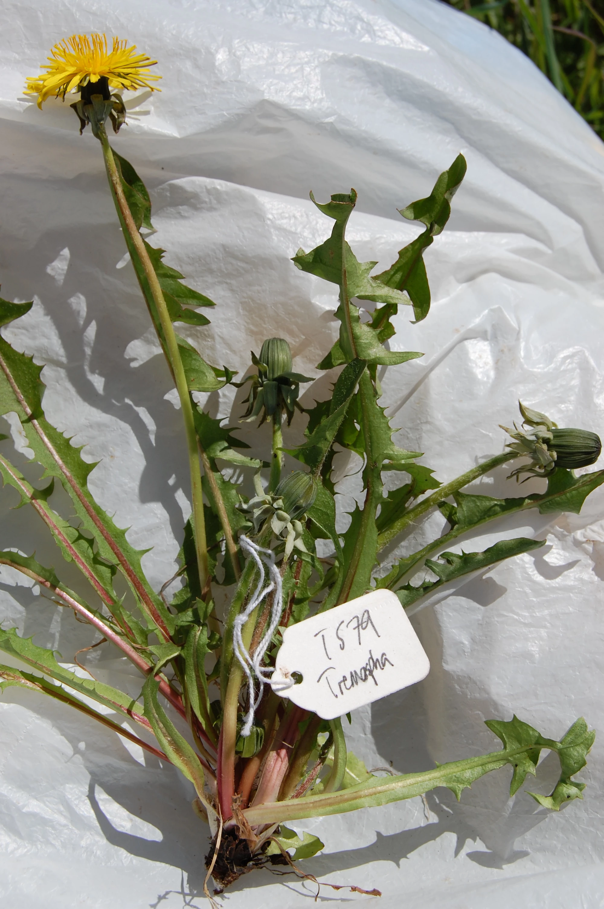 <em>Taraxacum stenoglossum</em> Brenner (=<em>T. dahlstedtii</em> H. Lindeb.)