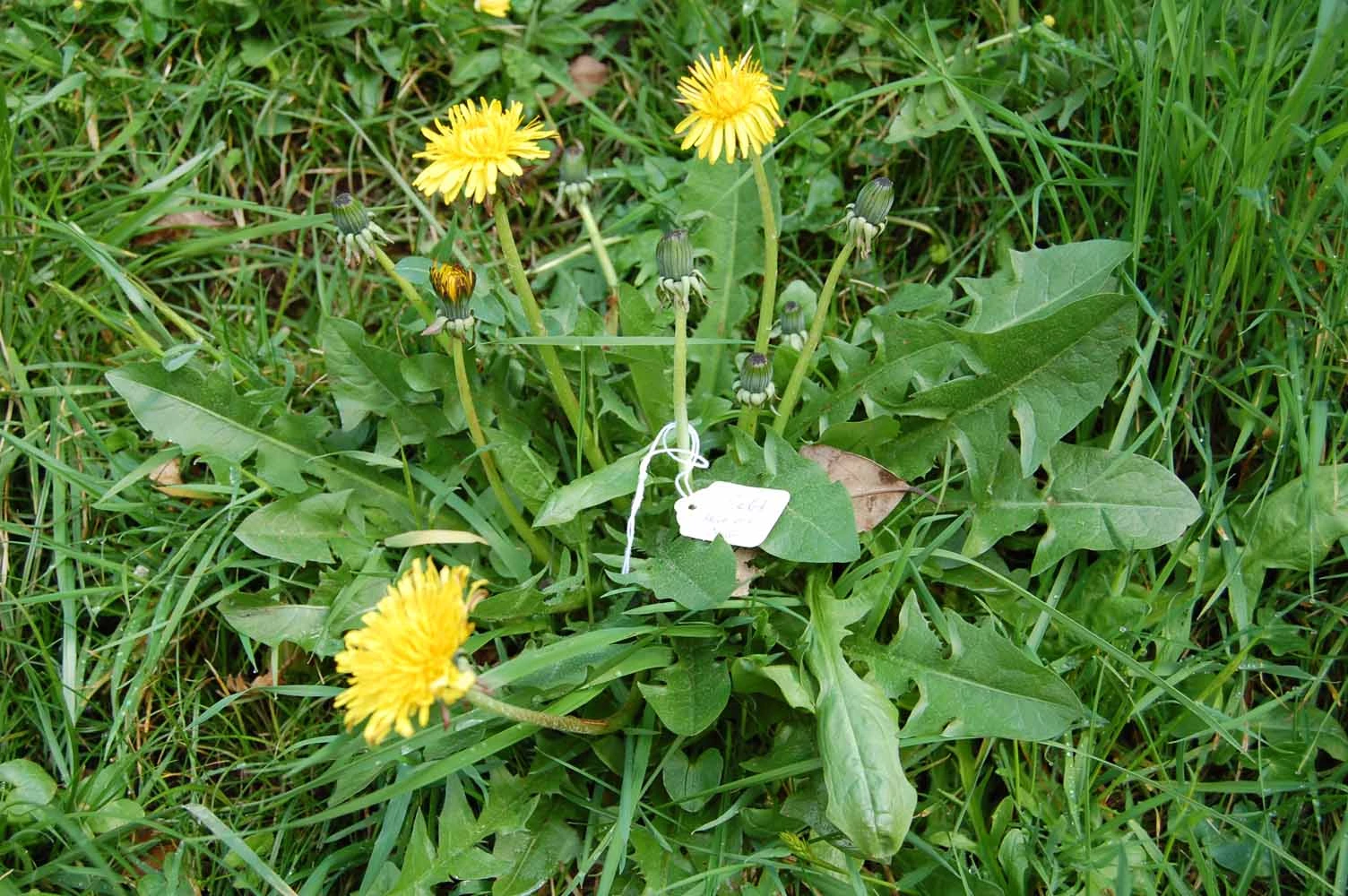 <em>Taraxacum sublaeticolor</em> Dahlst.