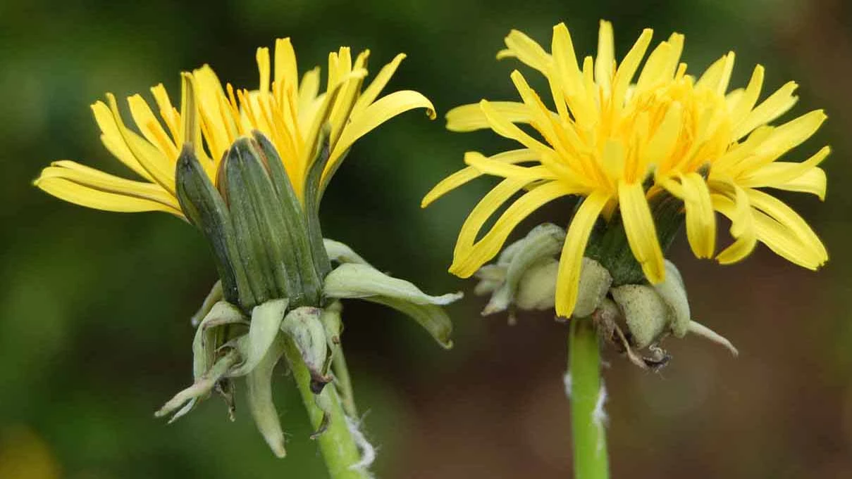 <em>Taraxacum sundbergii</em> Dahlst.