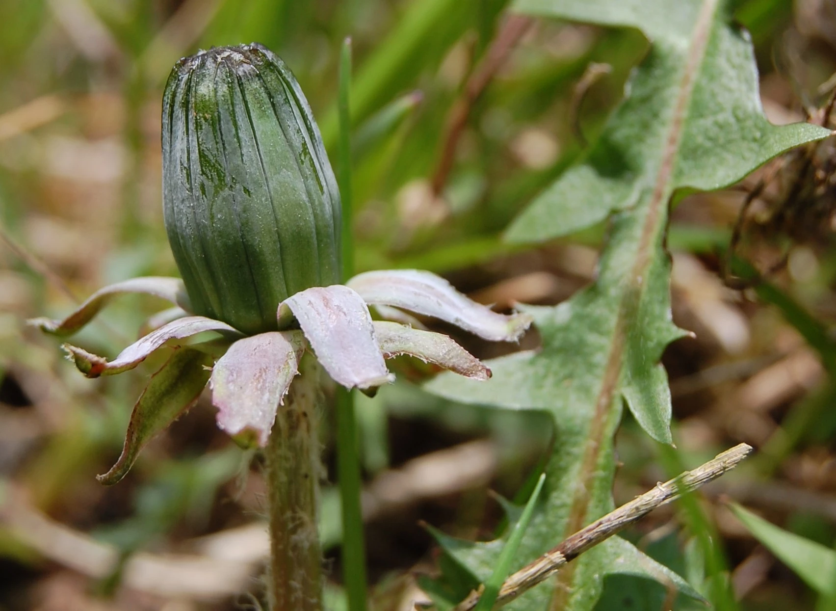 <em>Taraxacum tenebricans</em> (Dahlst.). Dahlst.