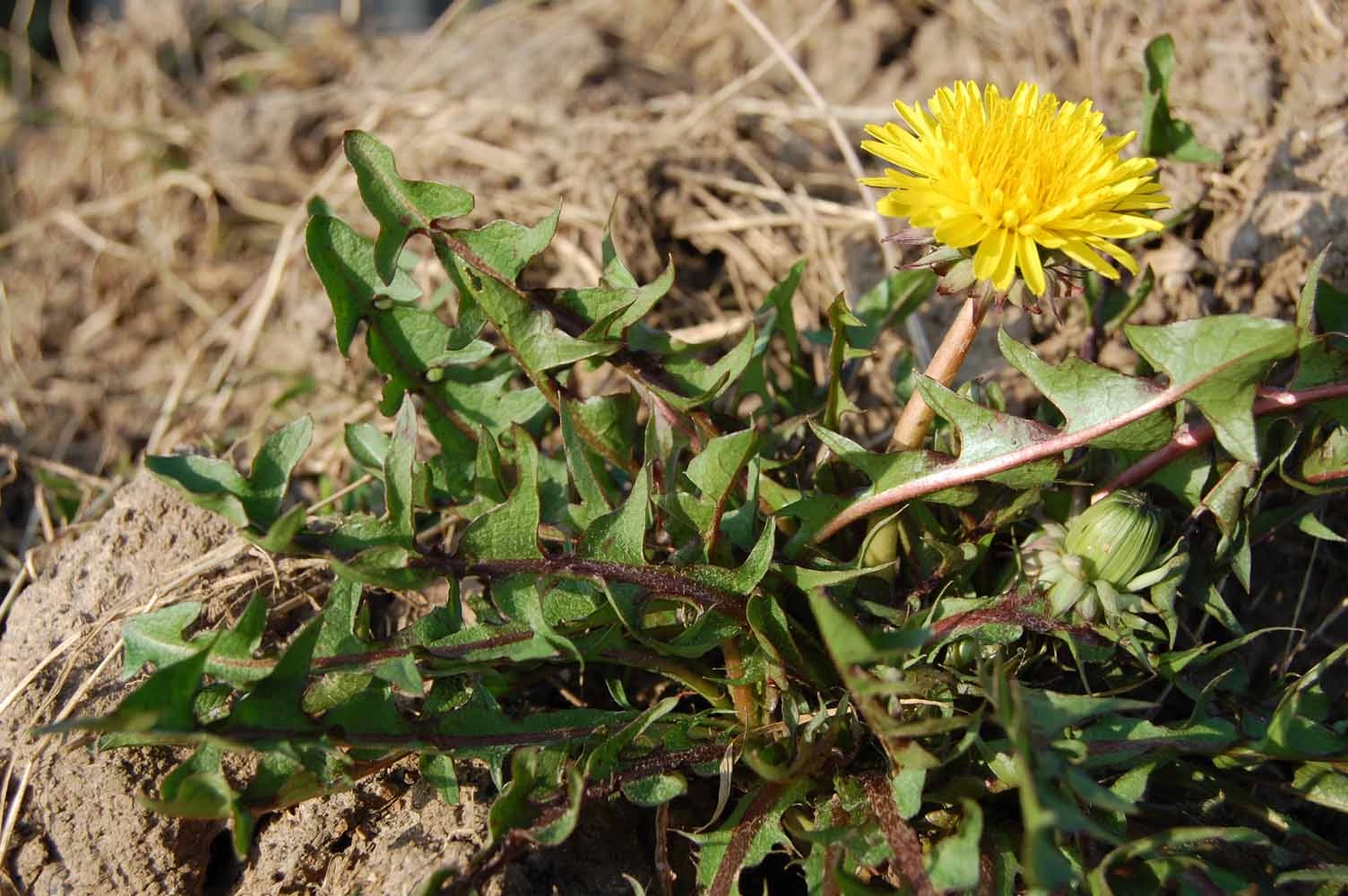 <em>Taraxacum tumentilobum</em> Markl. ex Puol.