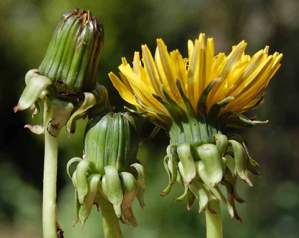 <em>Taraxacum undulatiflorum</em> M.P.Christ.