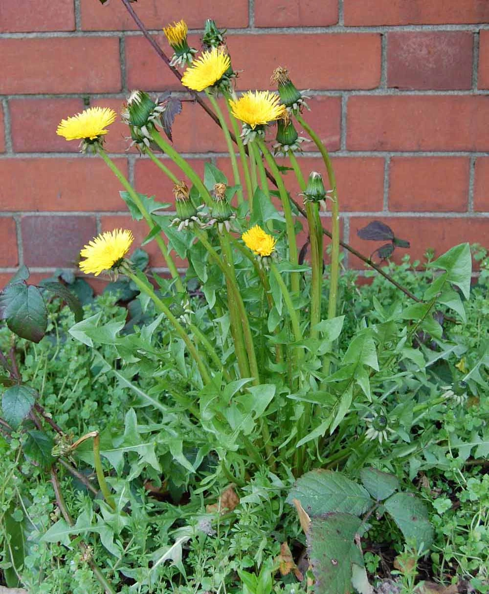 <em>Taraxacum undulatiflorum</em> M.P.Christ.