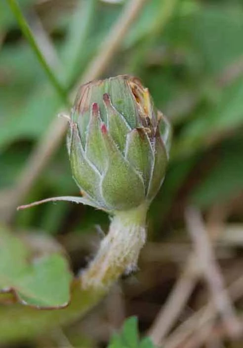 <em>Taraxacum unguilobum</em> Dahlst.