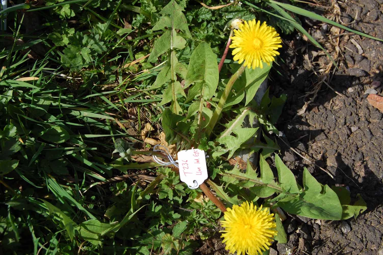 <em>Taraxacum xanthostigma</em> H.Lindb.