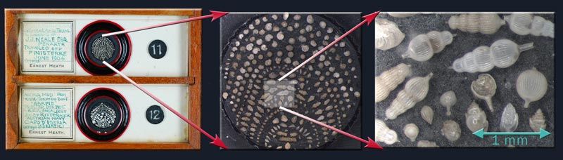 foraminifera microscope slide