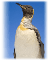 Shacketons Penguin