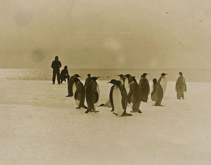 Emperor Penguins photographed by Frederick Gillies in Queen Mary's Land, Antarctica in 1912