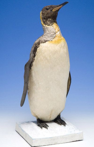 King Penguin presented to the Museum by Sir Ernest Shackleton. It was collected on the 1907-09 <em>Nimrod Expedition</em>, probably from Macquarie Island.