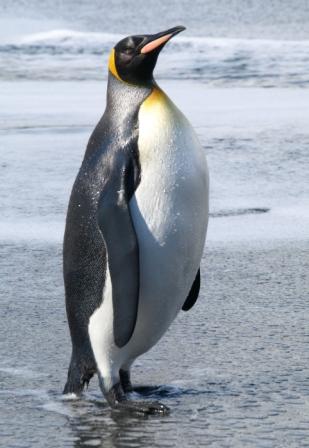 King penguin, Gold Harbour, South Georgia. Image: T. Sharpe