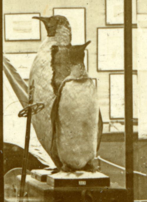 One of the Emperor Penguins and the Shackleton King Penguin can be seen in this 1914 Antarctic exhibition held by the Museum in the City Hall, Cardiff. 