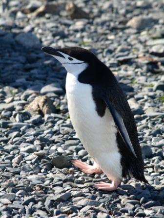 Chinstrap Penguin, Half Moon Island, Antarctic Peninsula. Image:  T Sharpe