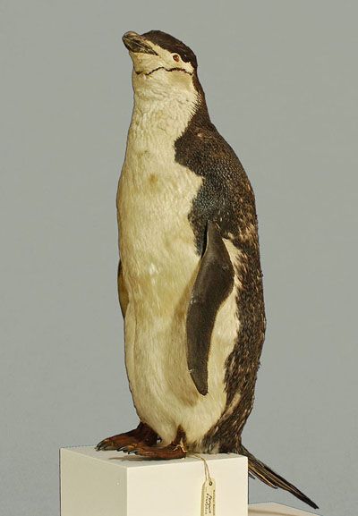 Chinstrap penguin in the Museum's collections