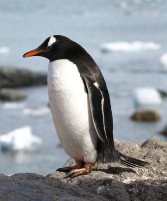 Gentoo Penguin, Waterboat Point, Antarctic Peninsula. Image: T Sharpe