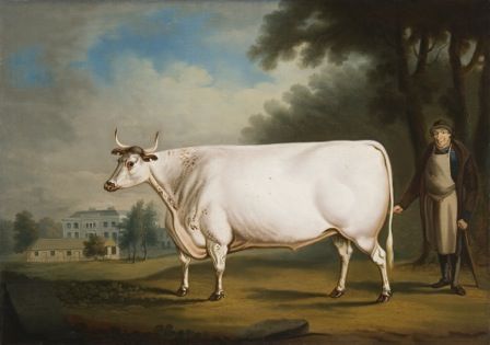 The White Ox of Nannau