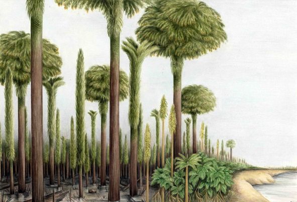 Reconstructed view of late Carboniferous coal swamps of South Wales.  Artwork by A. Townsend.