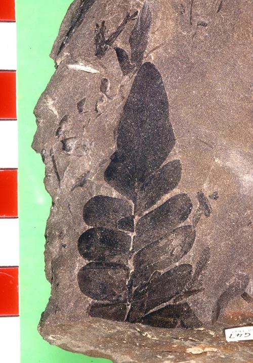 <em>Neuropteris flexuosa</em> Sternberg, from the upper Westphalian of the Radstock Coalfield, Avon.